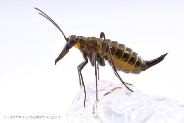 Snow scorpionfly Life in the season of death The Smaller Majority by Piotr Naskrecki