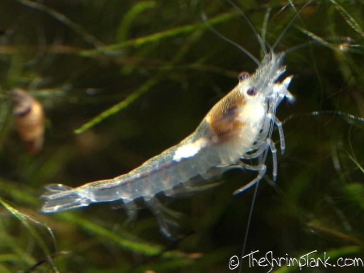 Snowball shrimp Snowball Shrimp