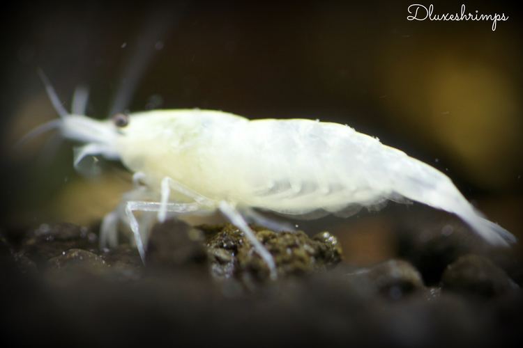 Snowball shrimp Painted White Snowball Shrimp Genetics and Selective Breeding