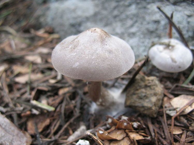 Snowbank fungus