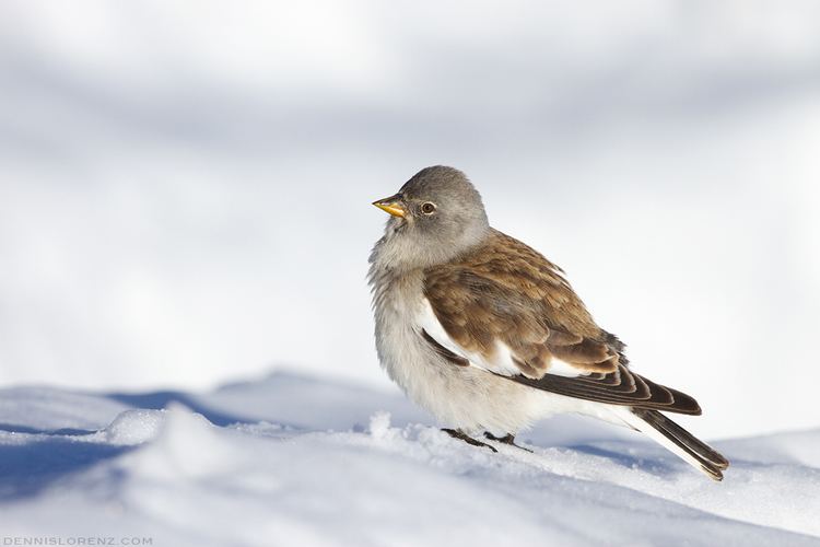 Snowfinch Birds of Switzerland Photographing Whitewinged Snowfinch