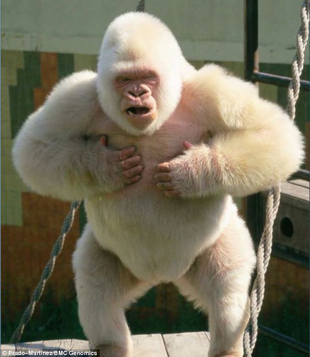 Snowflake (gorilla) World39s only albino gorilla lost his colour and ultimately died