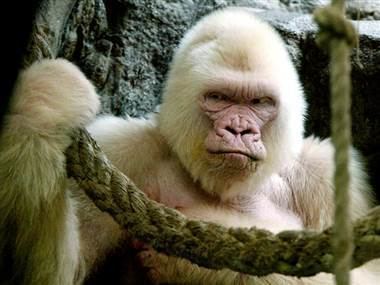 Snowflake (gorilla) Snowflake the albino gorilla was inbred study finds Science