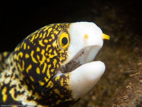 Snowflake moray Snowflake Moray Eel Exotic Marine Fish Importers Pty Ltd