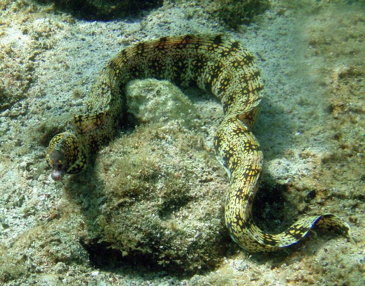 Snowflake moray Snowflake moray Wikipedia