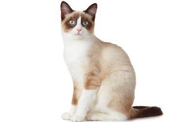 Snowshoe cat Snowshoe Cat Breed Information Pictures Characteristics amp Facts