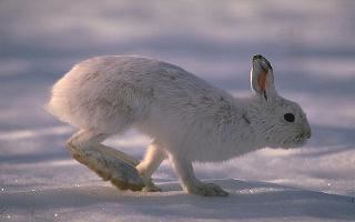 Snowshoe hare Snowshoe Hare
