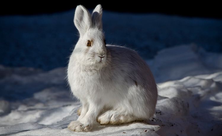 Snowshoe hare Fun Facts About Cute Animals Snowshoe Hare Edition Explore