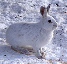 Snowshoe hare httpsuploadwikimediaorgwikipediacommonsthu