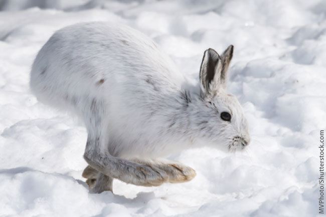 Snowshoe hare Snowshoe Hare Facts Information Pictures amp Video