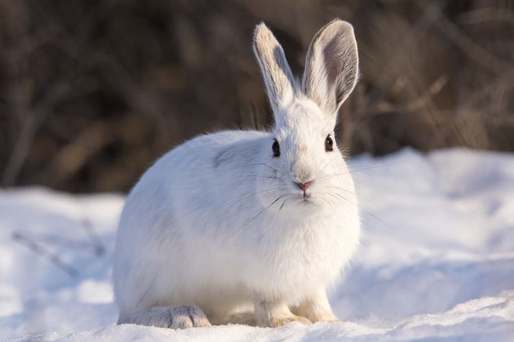 Snowshoe hare 5 Tips for Hunting Snowshoe Hare LiveOutdoors