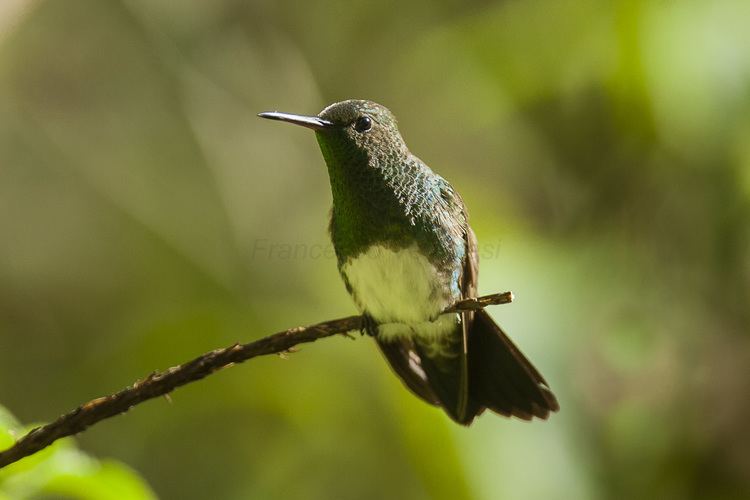 Snowy-bellied hummingbird httpsuploadwikimediaorgwikipediacommons66