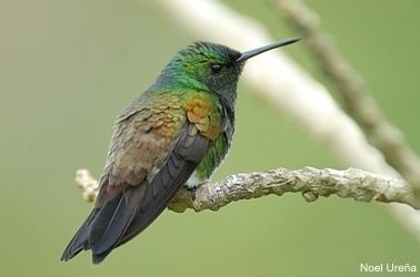 Snowy-bellied hummingbird Hummingbird ID Western Azuero Panama BirdForum