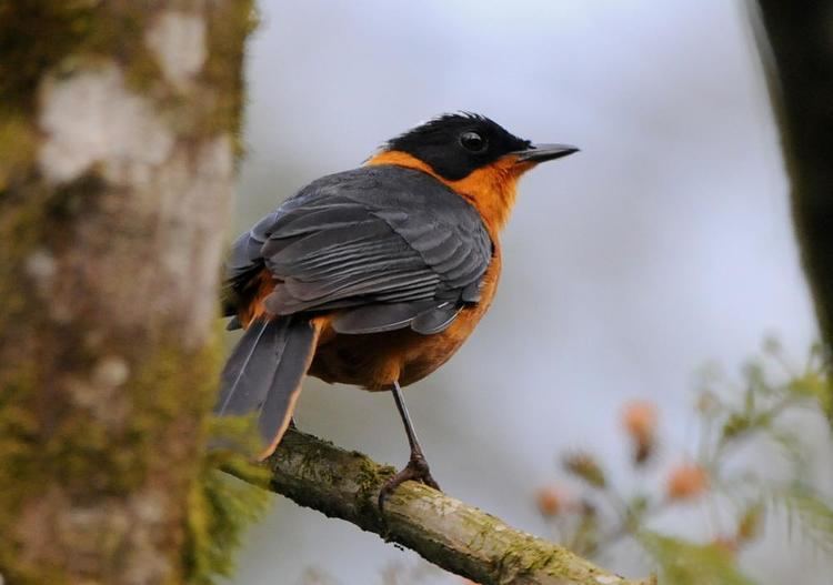 Snowy-crowned robin-chat Snowycrowned Robinchat Cossypha niveicapilla videos photos and