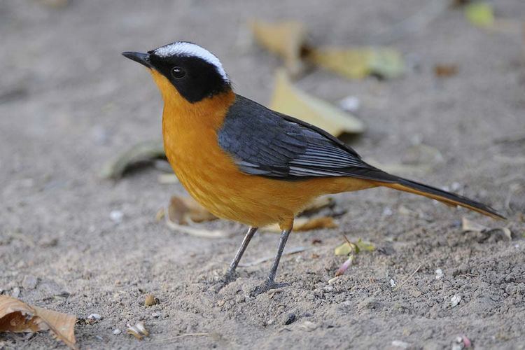 Snowy-crowned robin-chat Snowycrowned Robin chat Cossypha niveicapilla Footsteps Flickr