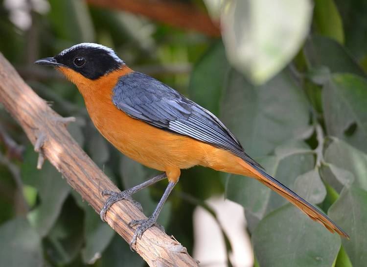 Snowy-crowned robin-chat Snowycrowned Robinchat Cossypha niveicapilla Nature