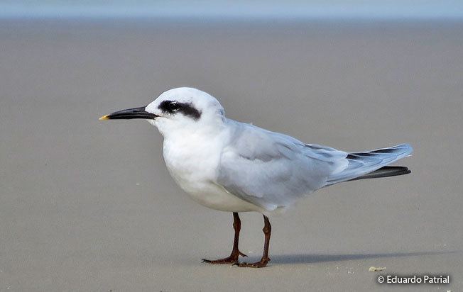 Snowy-crowned tern Snowycrowned Tern Sterna trudeaui Peru Aves Peru Birds