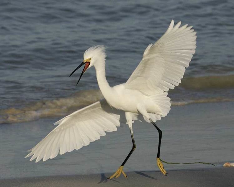 Snowy egret Snowy Egret Audubon Field Guide