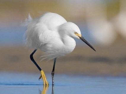 Snowy egret Snowy Egret Identification All About Birds Cornell Lab of