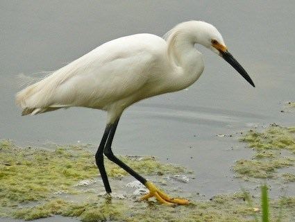 Snowy egret Snowy Egret Identification All About Birds Cornell Lab of