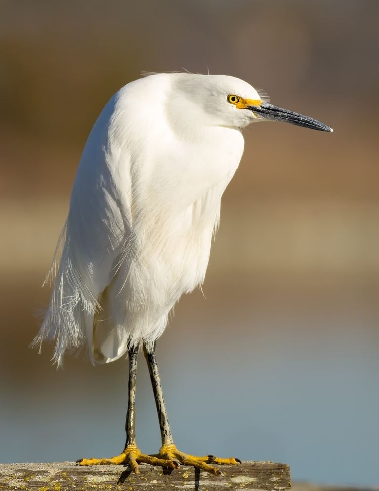 Snowy egret Snowy egret Wikipedia