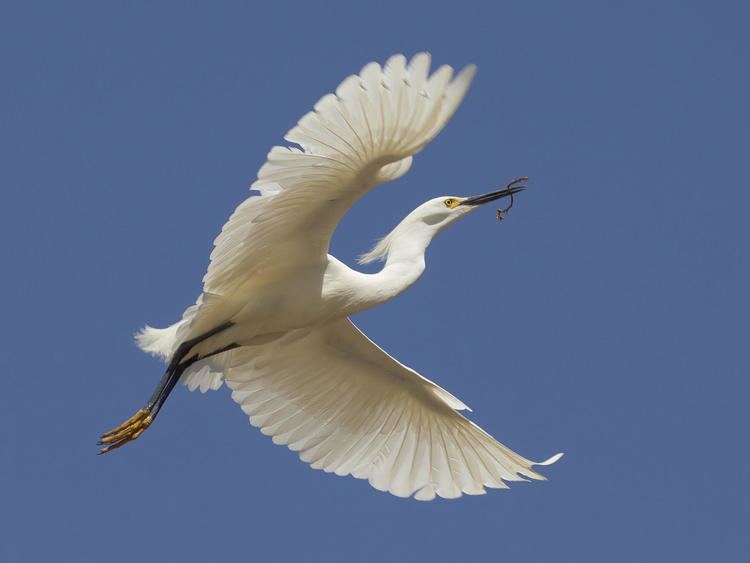 Snowy egret Snowy Egret Audubon Field Guide