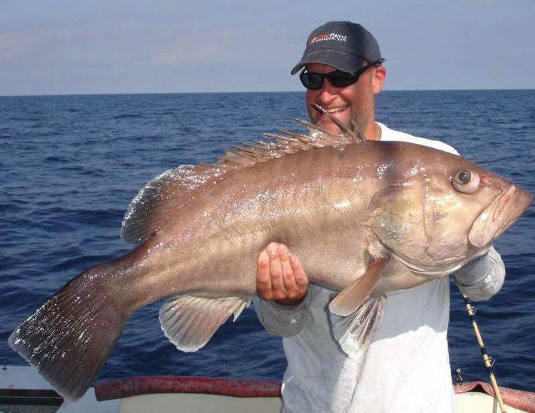 Snowy grouper 43inch Snowy Grouper Mount