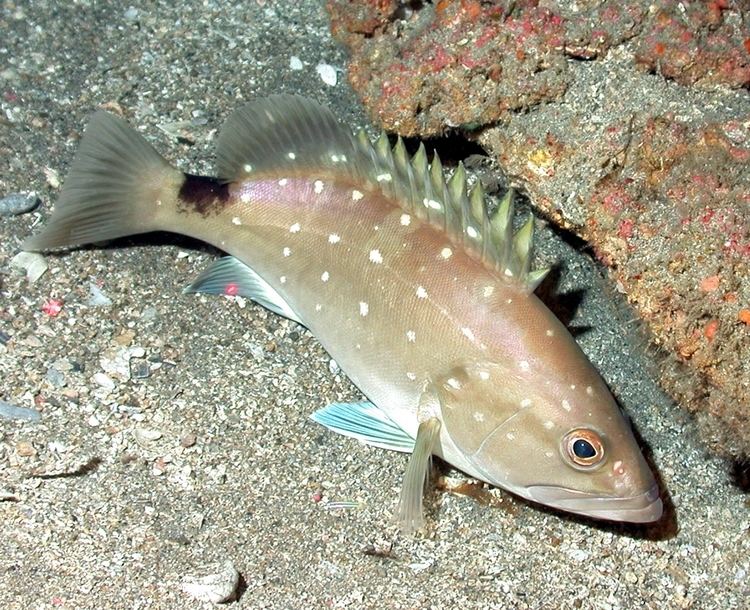 Snowy grouper Snowy Florida Seafoodscom