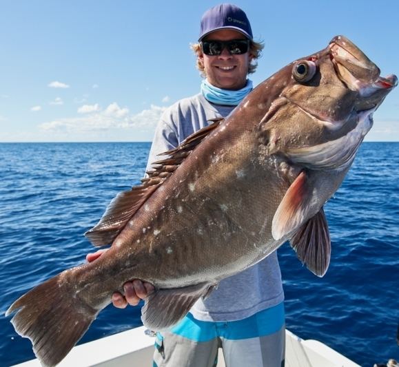 Snowy grouper Snowy Grouper Mounts by King Sailfish Mounts