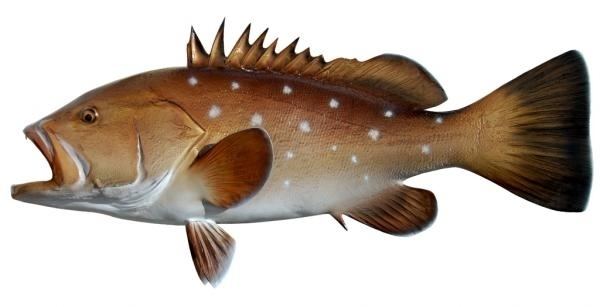 Snowy grouper wwwkingsailfishmountscom43inchSnowyGrouperp