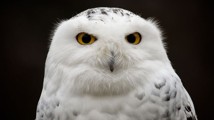 Snowy owl Snowy Owl