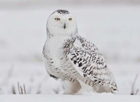 Snowy owl Snowy Owl Identification All About Birds Cornell Lab of Ornithology