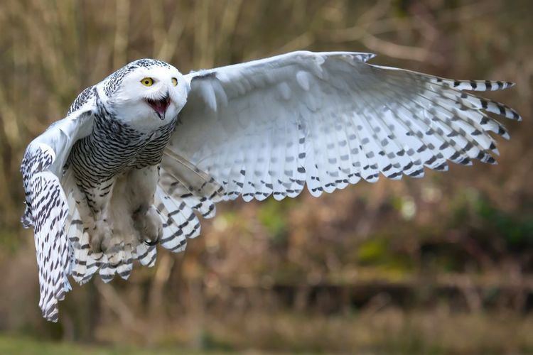 Snowy owl Snowy Owls Snowy Owl Pictures Snowy Owl Facts National Geographic