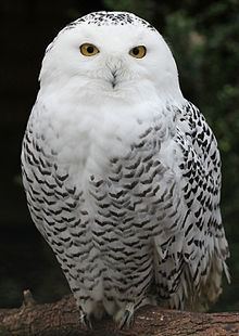 Snowy owl httpsuploadwikimediaorgwikipediacommonsthu