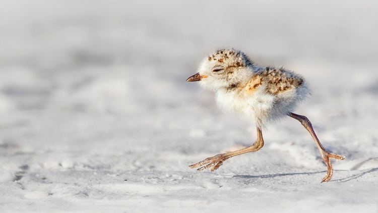 Snowy plover Snowy Plover