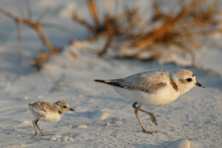 Snowy plover Snowy plovers in California find new territory Bay Nature