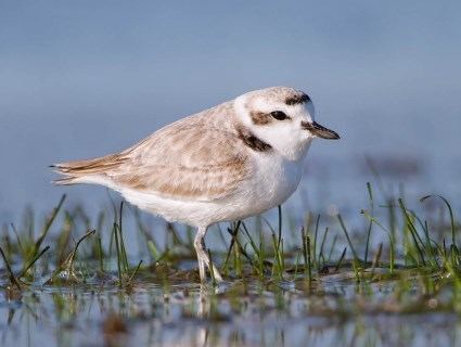 Snowy plover httpswwwallaboutbirdsorgguidePHOTOLARGESn