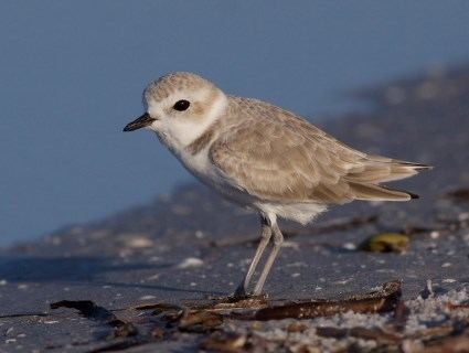 Snowy plover Snowy Plover Identification All About Birds Cornell Lab of