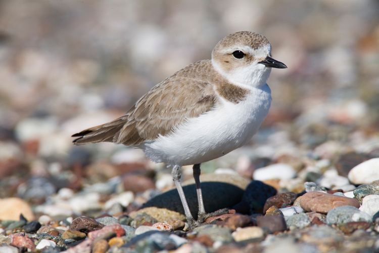 Snowy plover Snowy plover Wikipedia