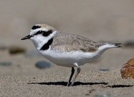 Snowy plover Snowy Plover Identification All About Birds Cornell Lab of