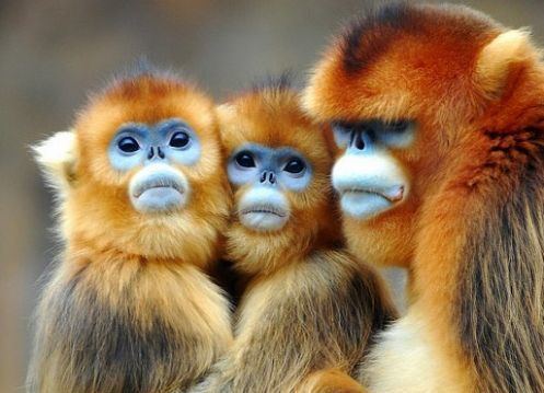Snub-nosed monkey Golden snubnosed monkeys