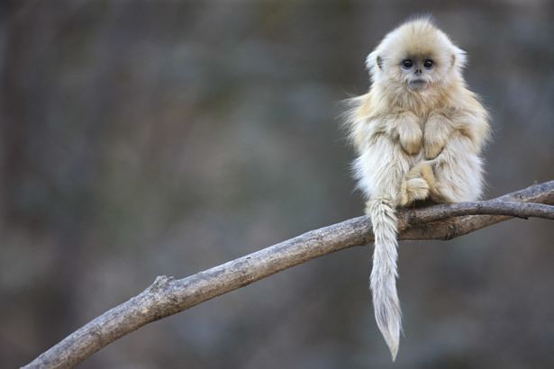 Snub-nosed monkey SnubNosed Monkeys National Geographic Magazine