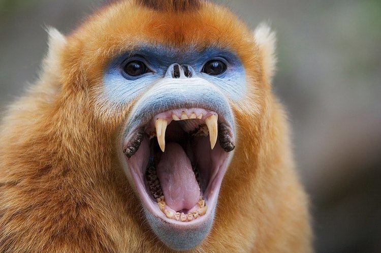 Snub-nosed monkey Golden SnubNosed Monkey YouTube