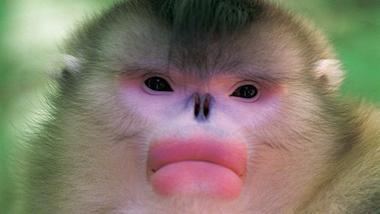 Snub-nosed monkey Mystery Monkeys of ShangriLa Full Episode Nature PBS