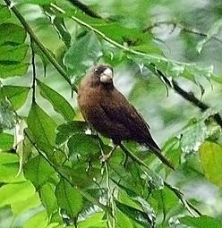 São Tomé grosbeak SO TOM PRNCIPE Birding Tours with BIRDQUEST