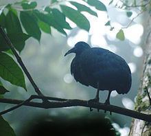 São Tomé ibis httpsuploadwikimediaorgwikipediacommonsthu