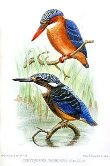 São Tomé kingfisher httpsuploadwikimediaorgwikipediacommonsthu