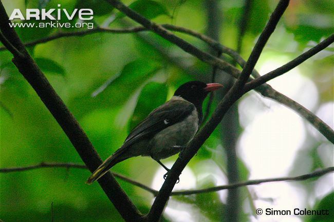 São Tomé oriole cdn2arkiveorgmediaB4B457B5184D45485794E2D