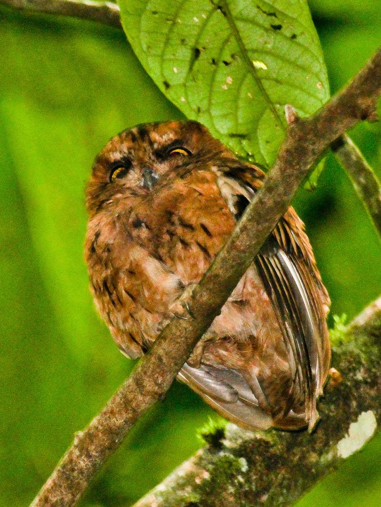 São Tomé scops owl httpsc1staticflickrcom655029538885264d6e5