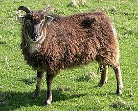 Soay sheep httpsuploadwikimediaorgwikipediacommonsthu